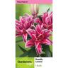 Lily Oriental Roselily Lorena Pack of 1