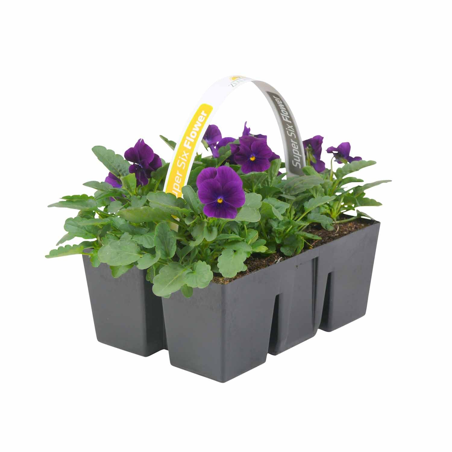 Viola