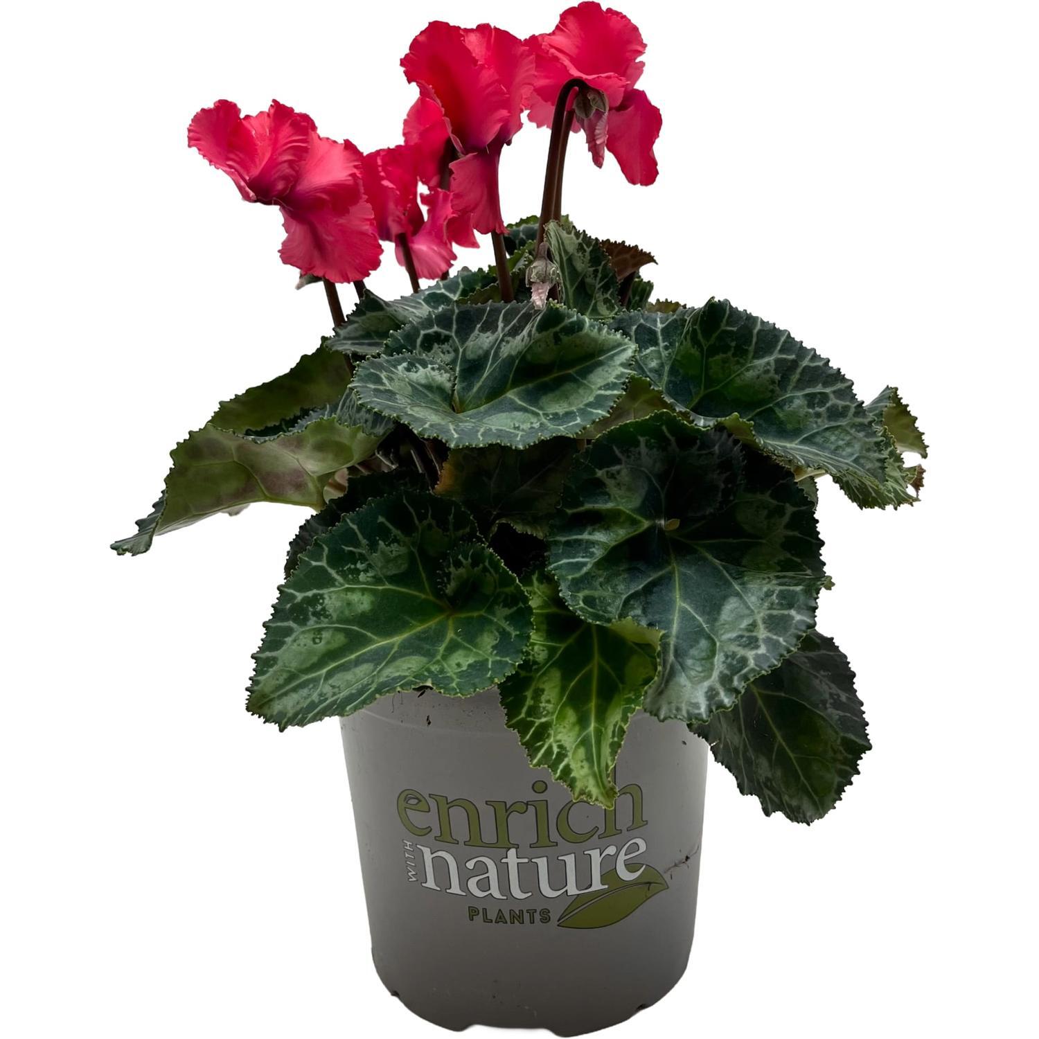 Cyclamen Merengue 13 cm