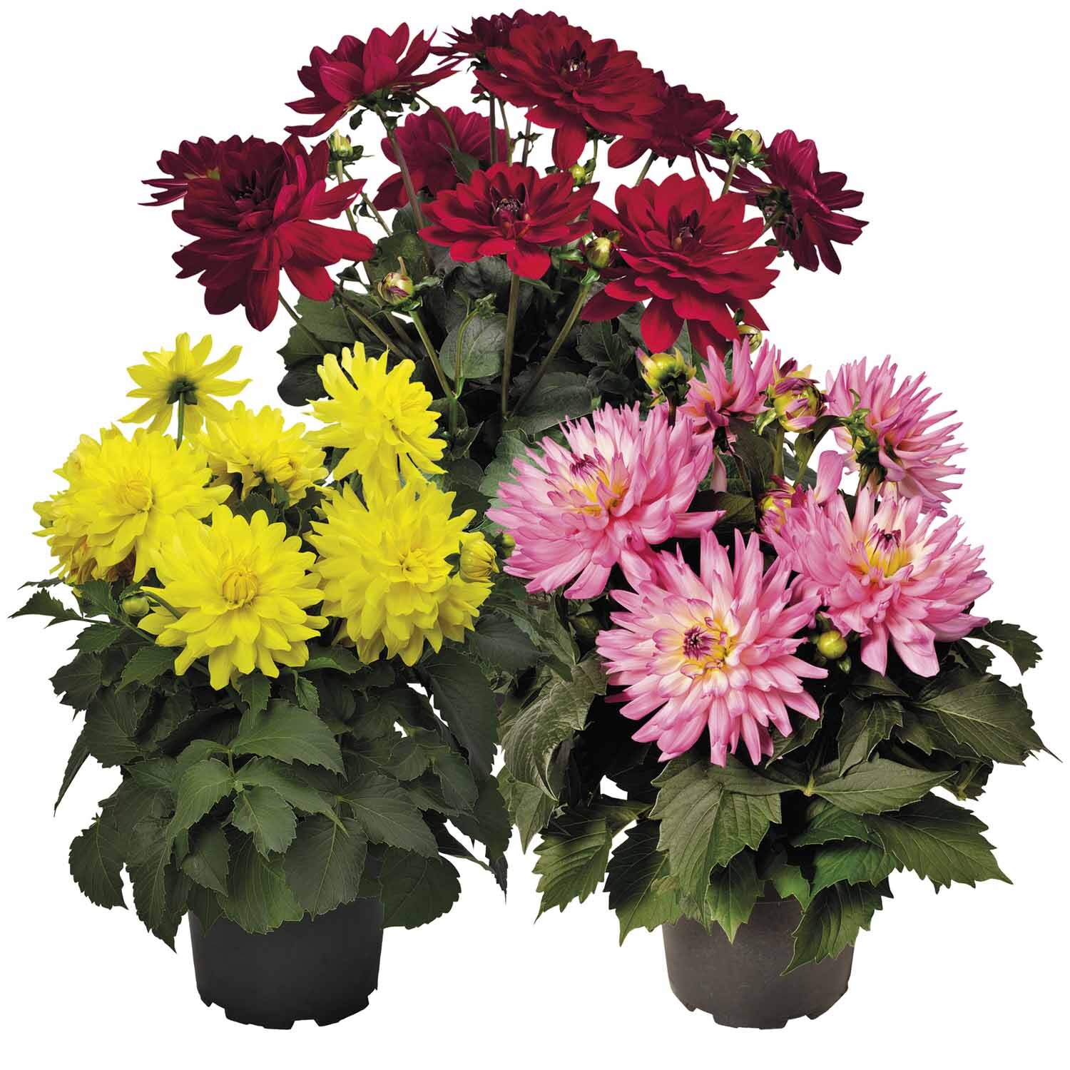 Dahlia Hypnotica Assorted