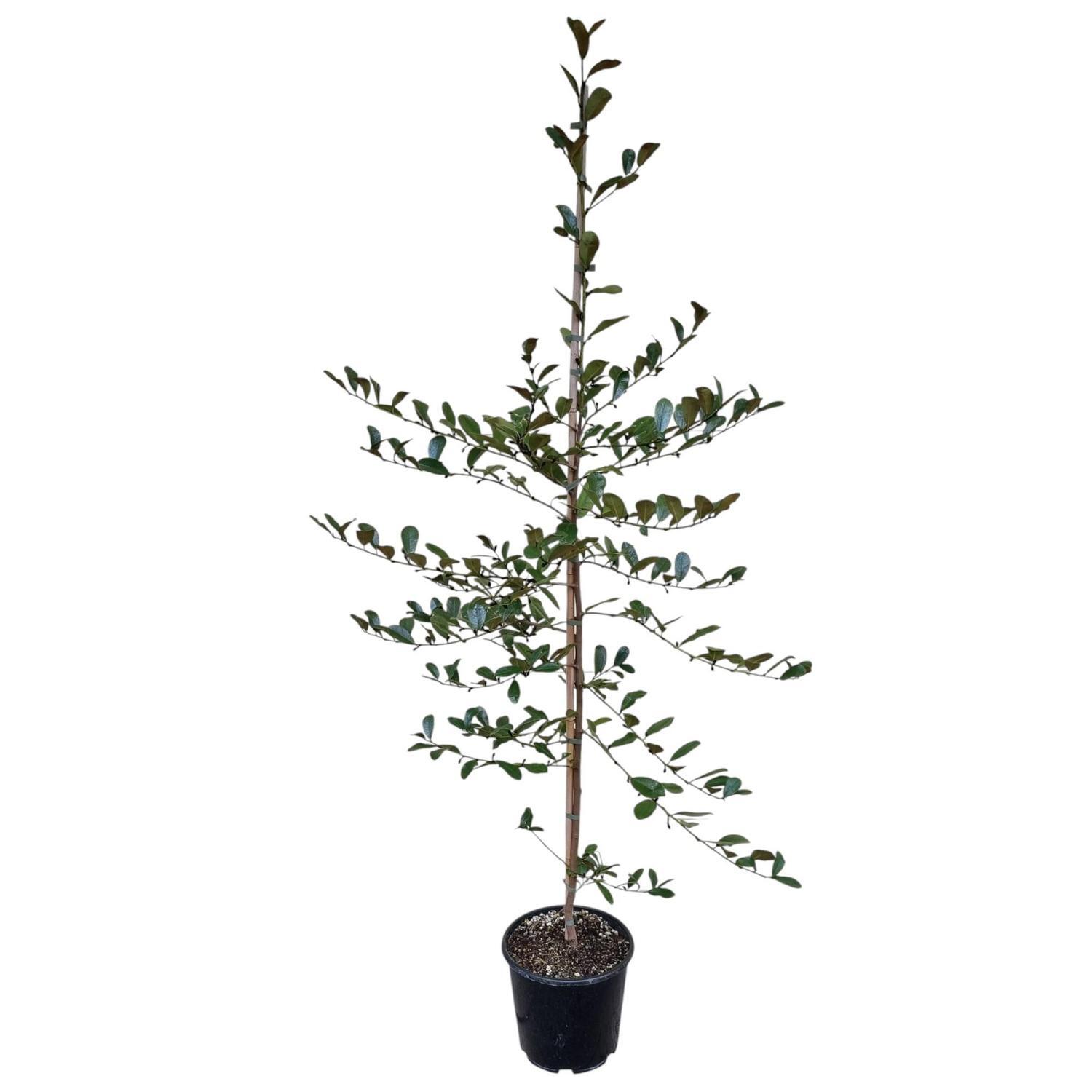 Michelia Velvet and Cream 8.5L