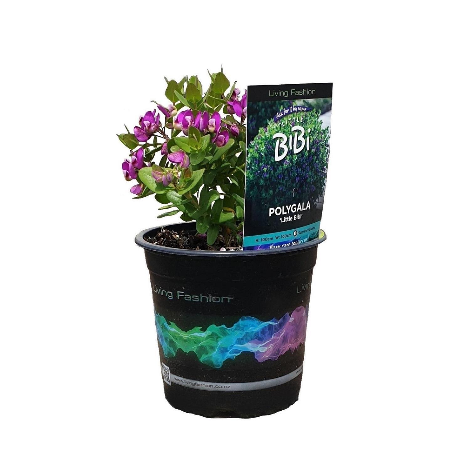 Polygala Little Bibi 1.5 Litre