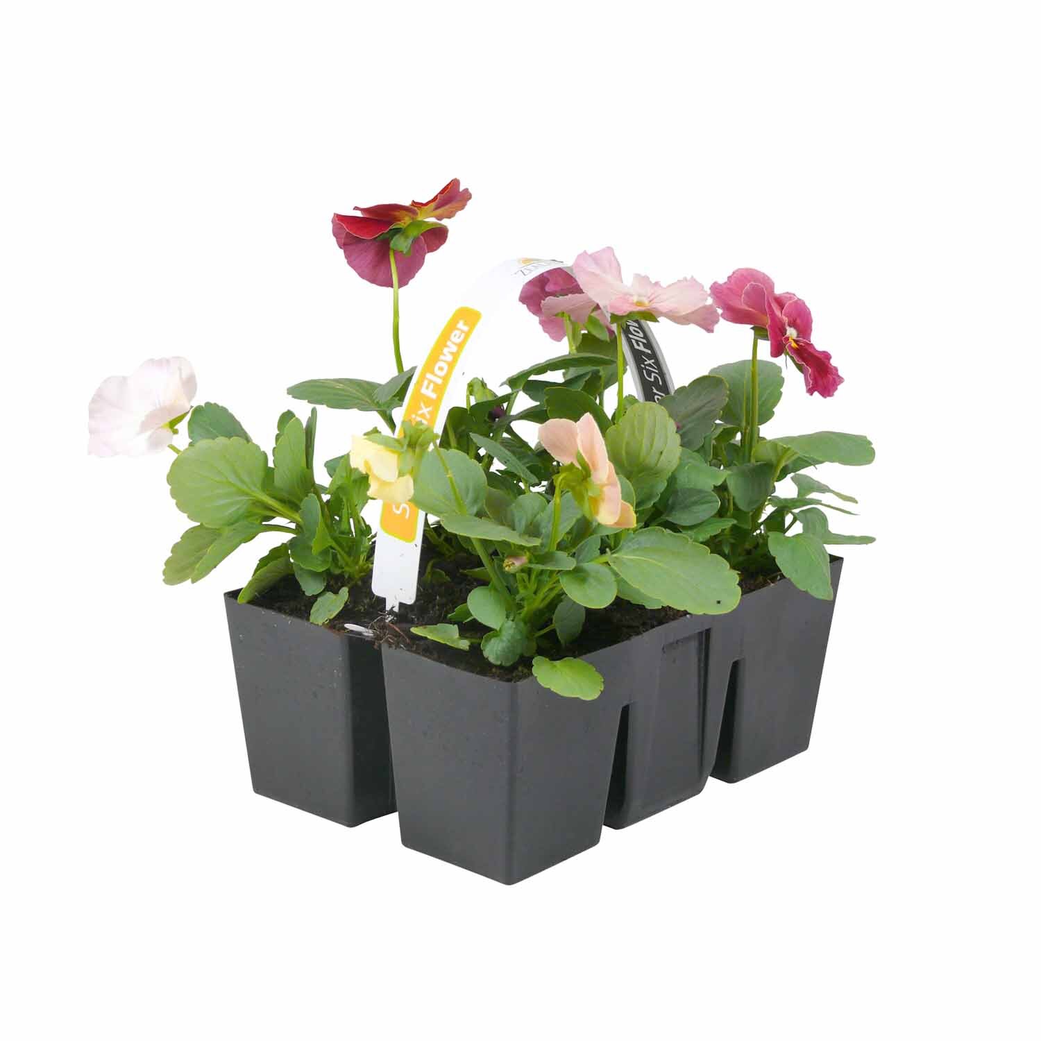 Pansy Antique