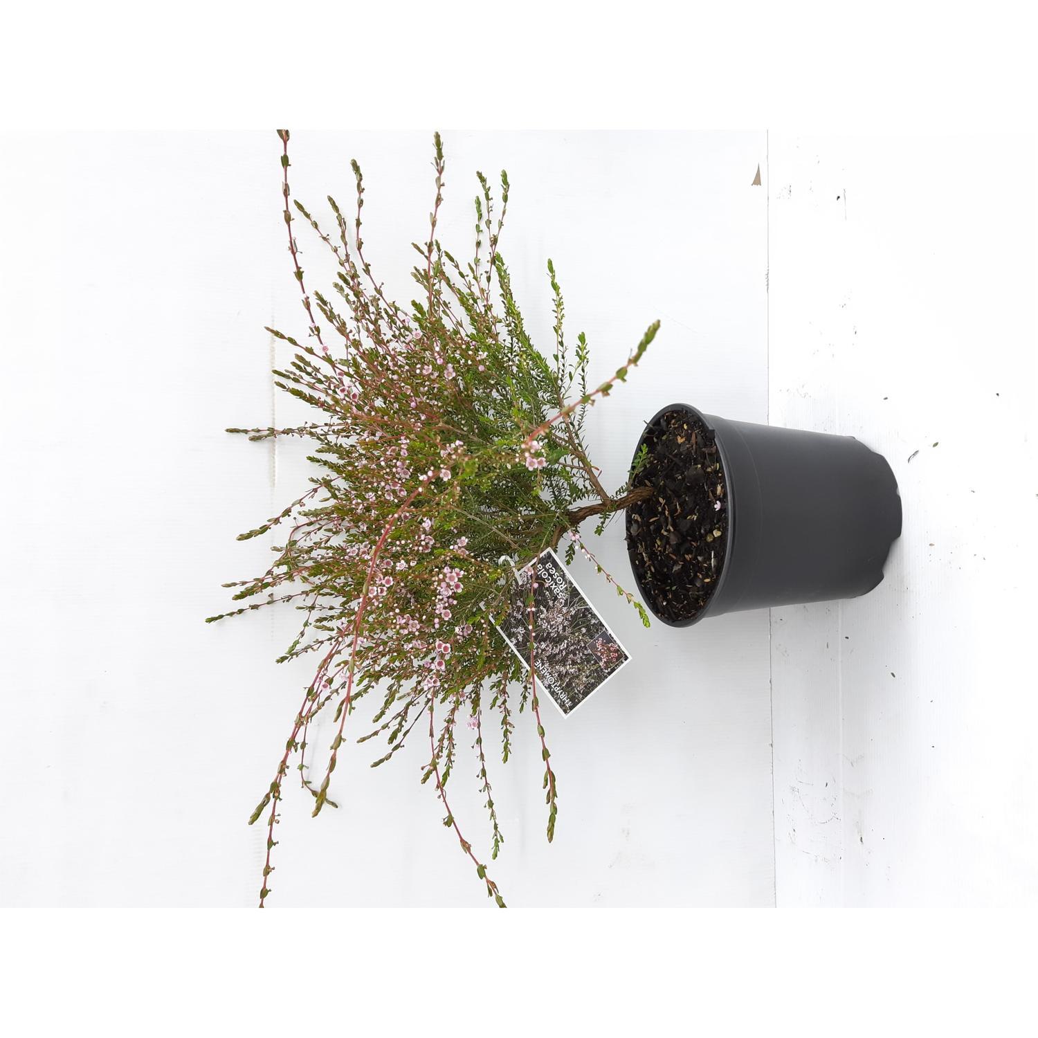Thryptomene Saxicola Rosea