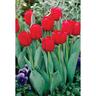 Tulip Ile De France Pack of 5