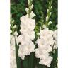 Gladioli Serena 10 Pack