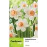 Daffodil Minature Iwona 5 Pack