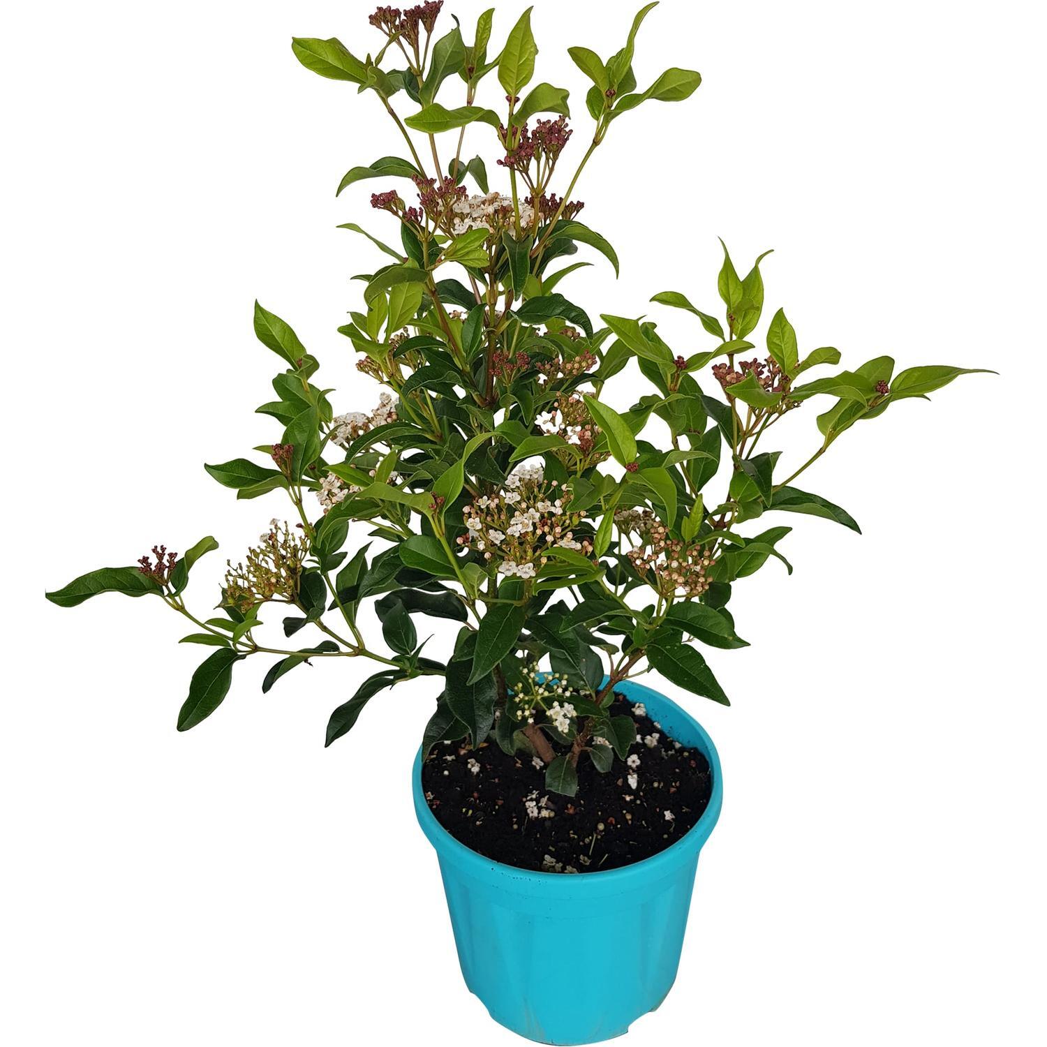Viburnum Eve Price