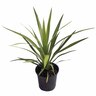 Cordyline Green Goddess