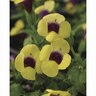 Torenia Viva Sol