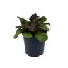Ajuga Jungle Beauty 2 Litre Colour Effect