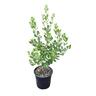 Pittosporum Crassifolium 2L