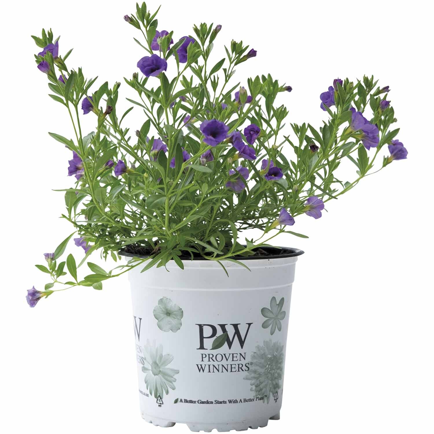 Calibrachoa Double Lavender