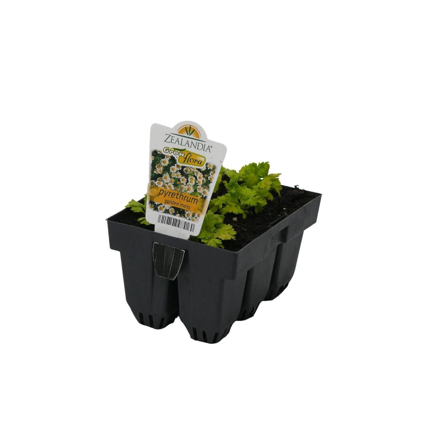 Pyrethrum Golden Moss