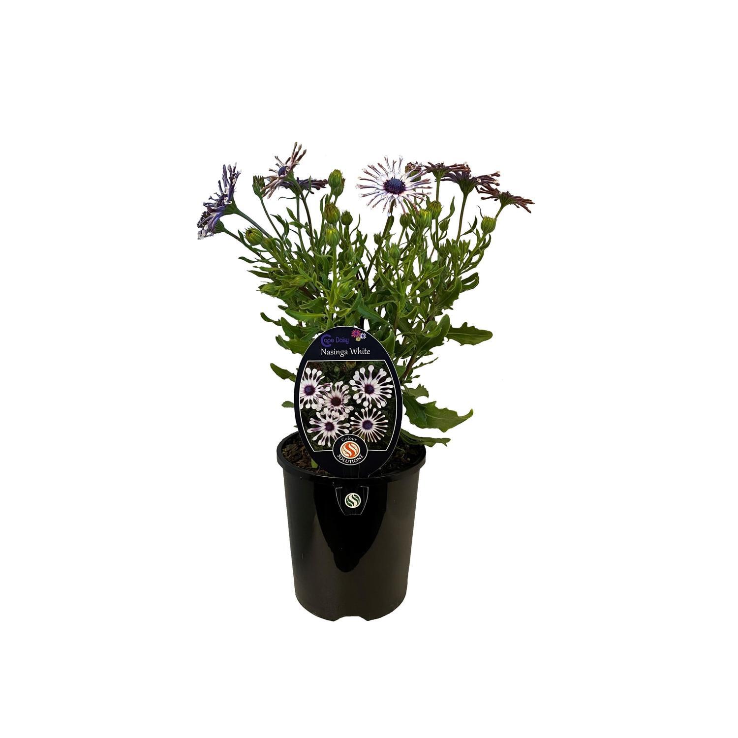 Cape Daisy Nasinga