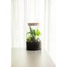 TERRARIUM GLASS JAR
