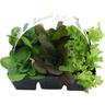 Salanova Lettuce