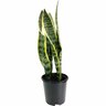 Sansevieria 'Snake Plant' 14cm Varigated