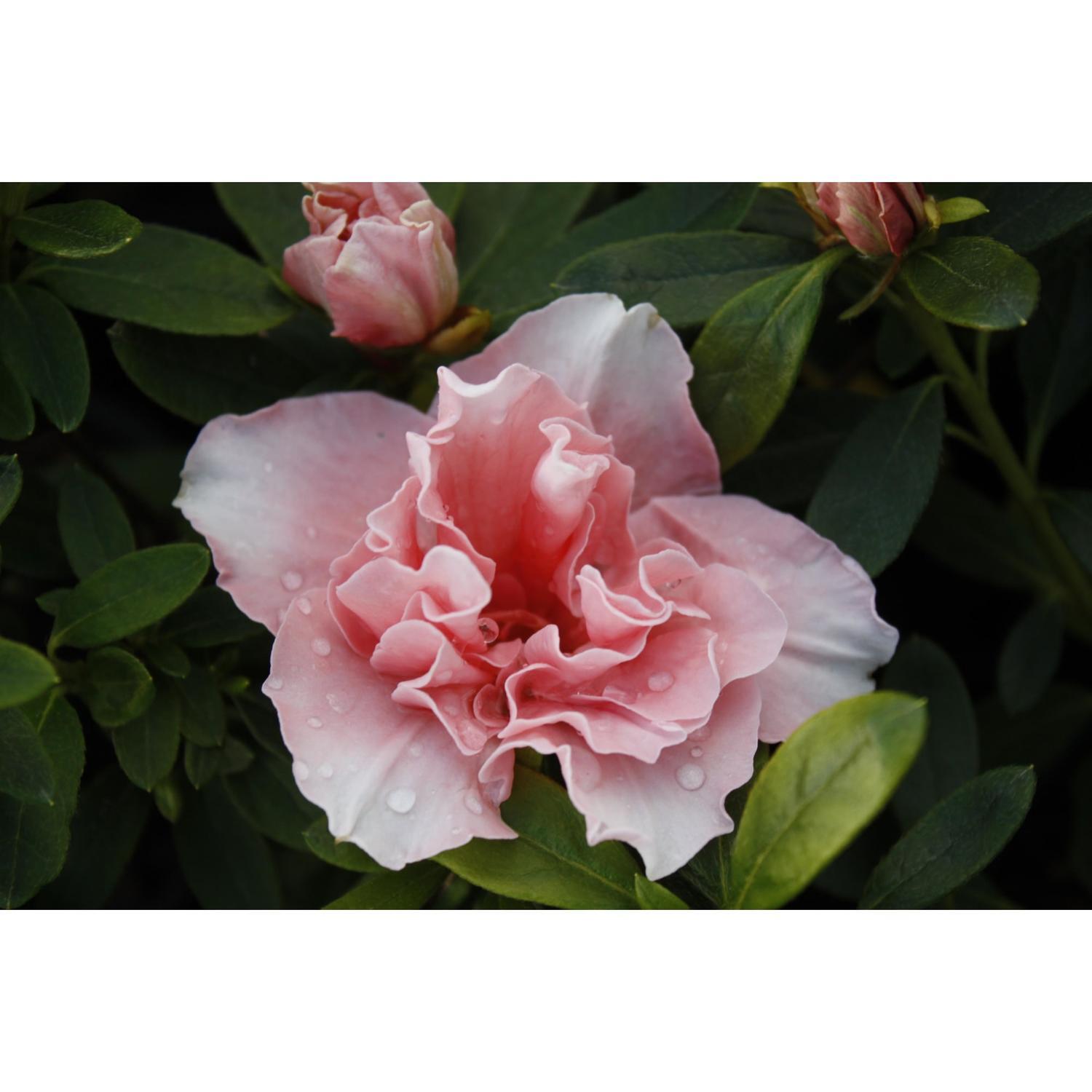 Azalea