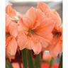 Amaryllis Hippeastrum Single 'Rilona'