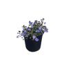 Veronica Oxford Blue