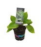 Hosta Purple Heart