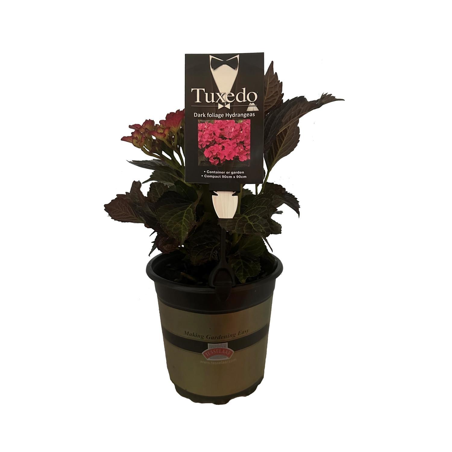 Hydrangea Tuxedo Pink