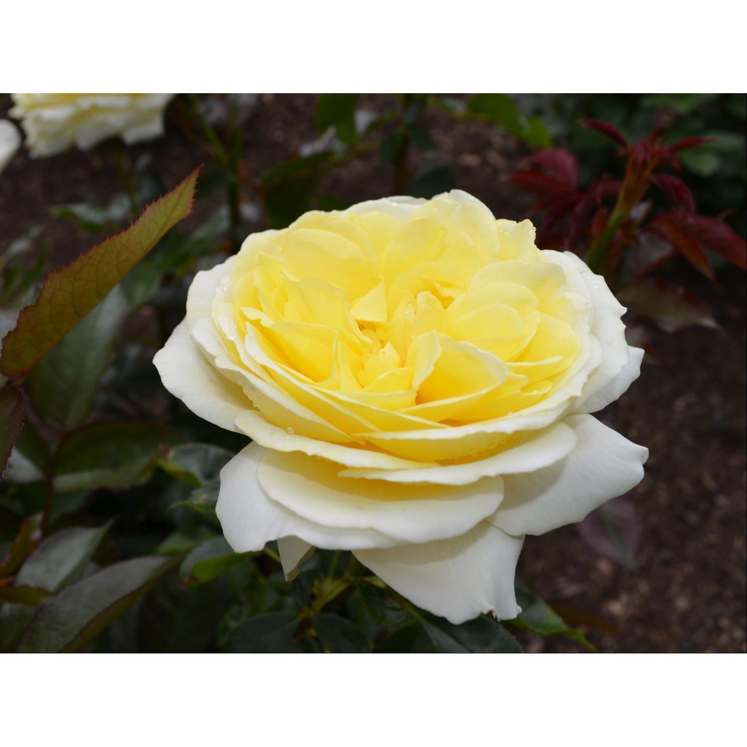 Rose Bush Night Light 6L