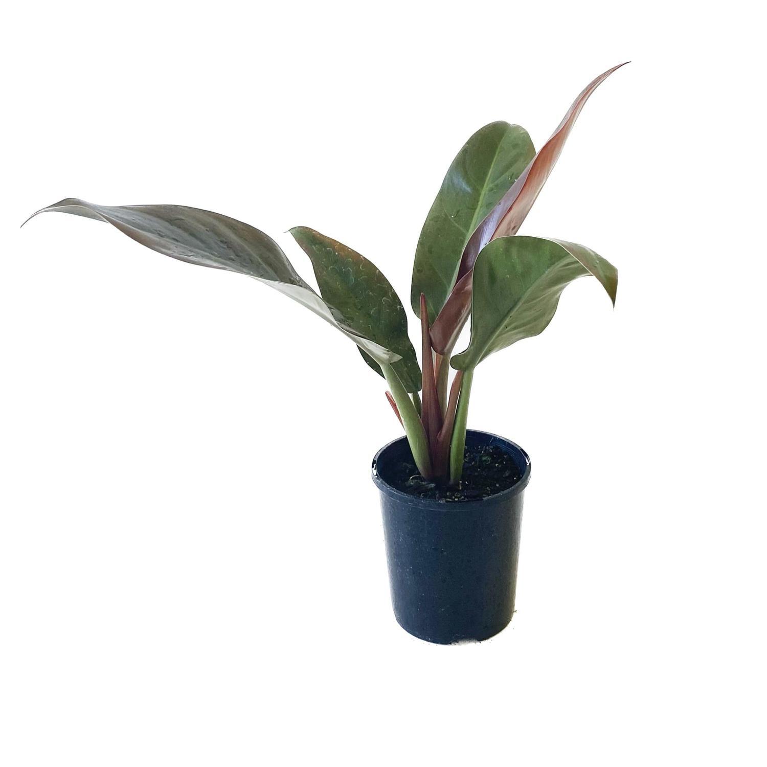 Philodendron Red Congo 12cm