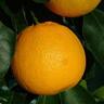 Orange Cara Cara