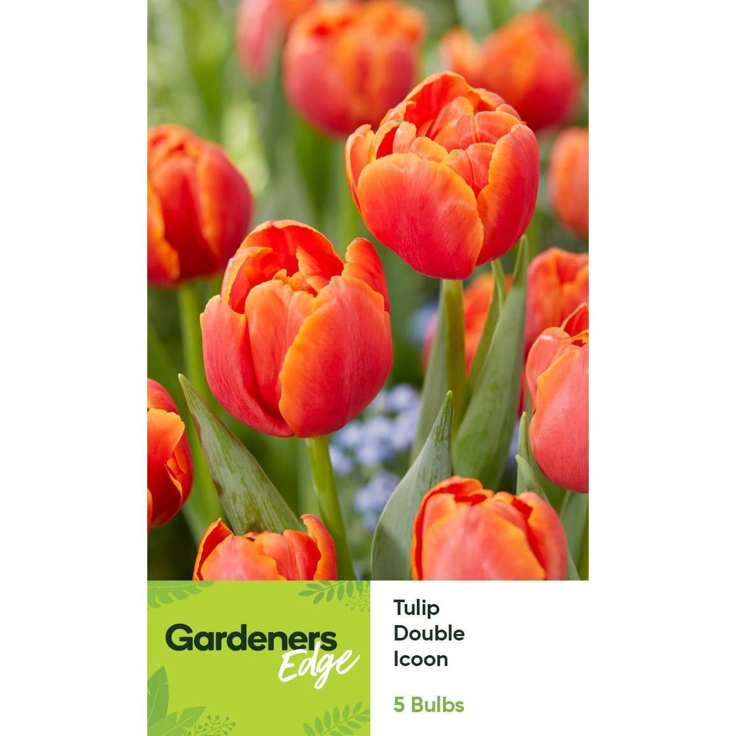 Tulip Peony Icoon 5 pack