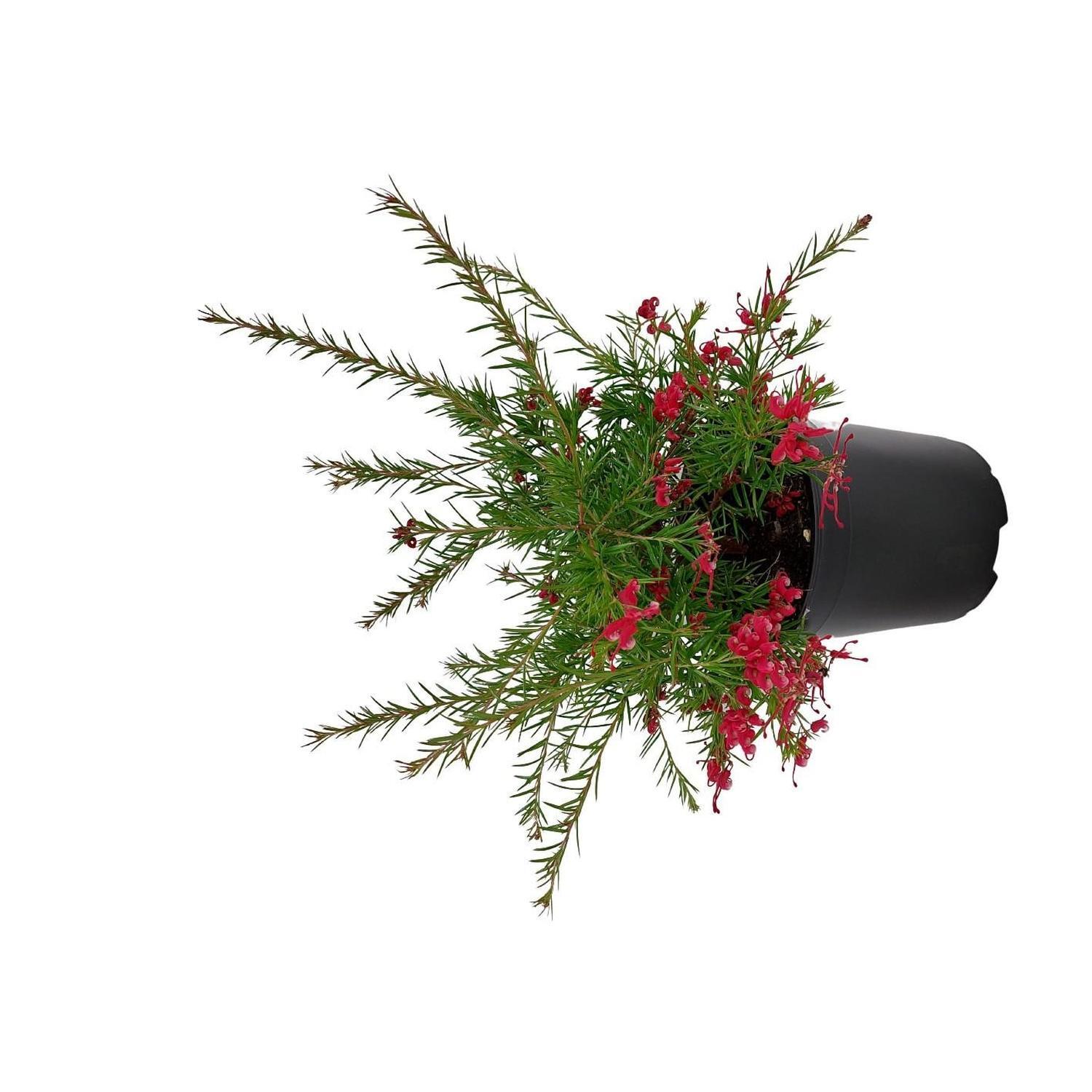 Grevillea Clearview David