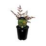 Nandina Gulfstream 1.9 litre