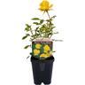 Patio Rose  Shakespeares Festival 1 litre Yellow