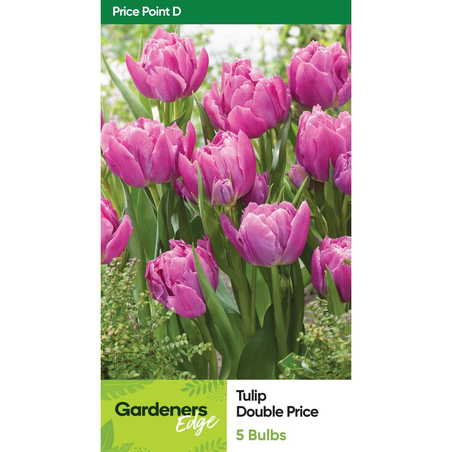 Tulip Double Price Pack of 5