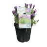Lavender Purpleberry Ruffles   15cm