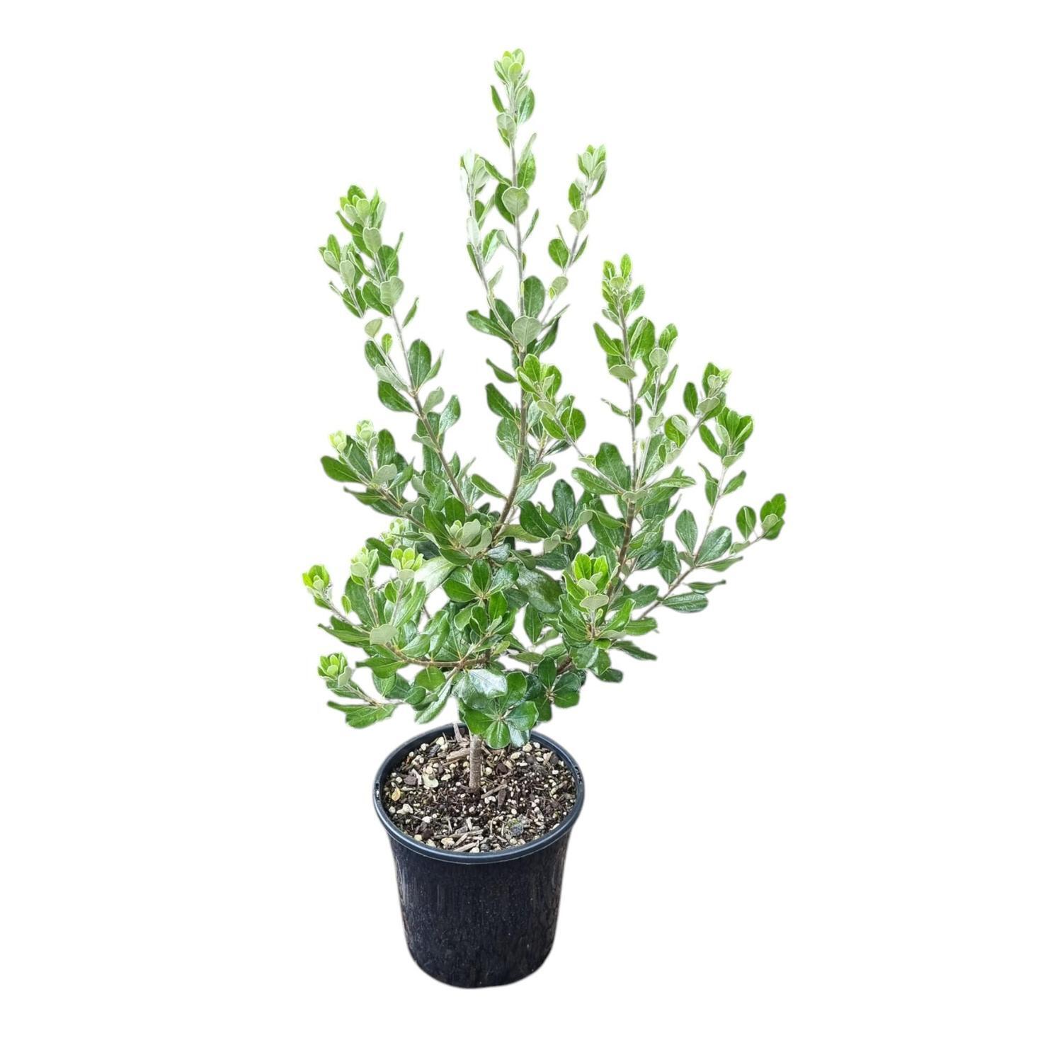 Pittosporum Crassifolium 2L
