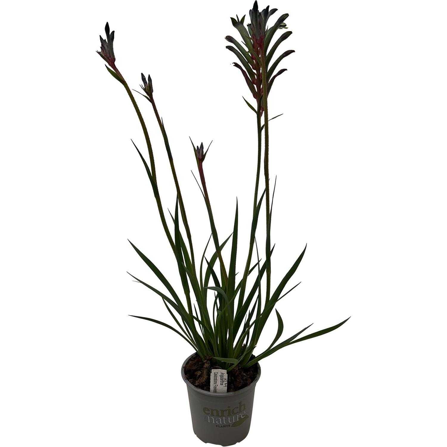 Anigozanthos Celebrations® Fireworks™