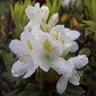 Rhododendron Lemon Ice