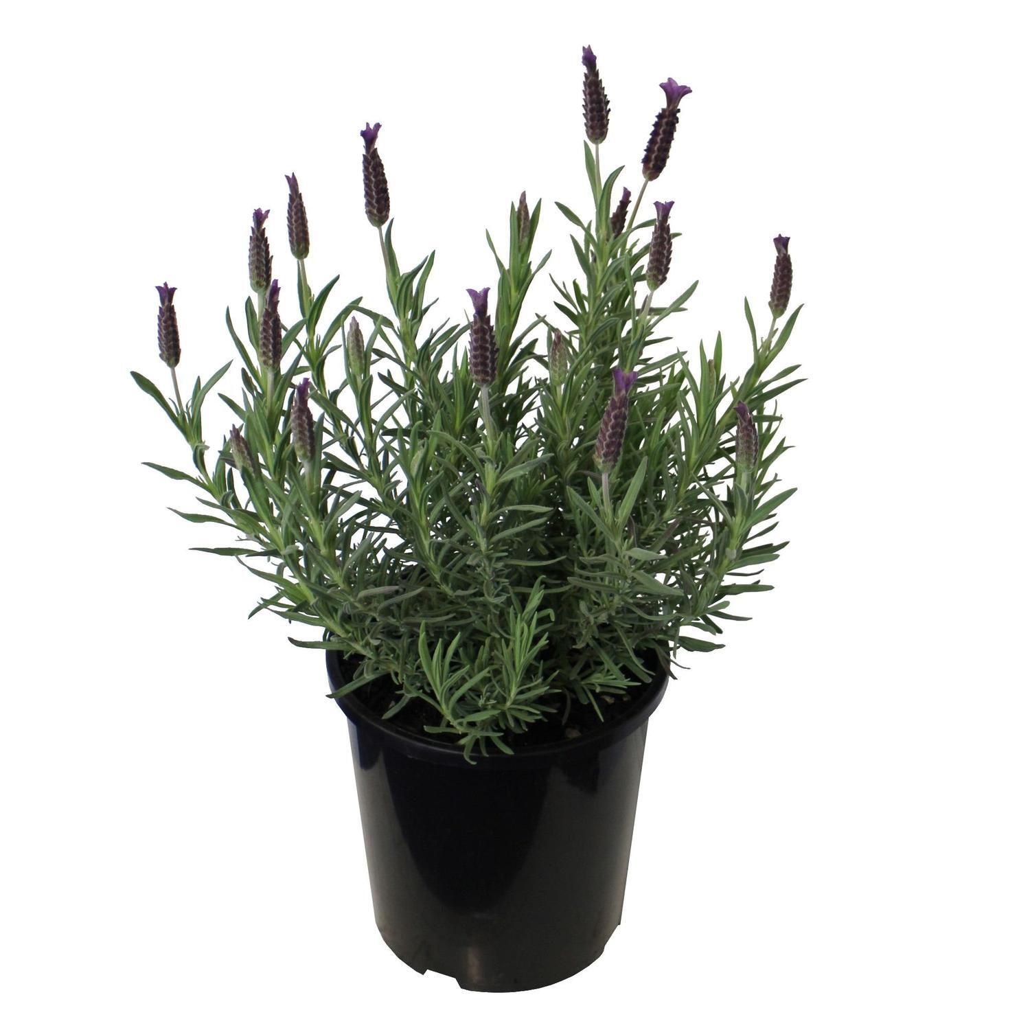 Lavender 'Major' 2.5 litre