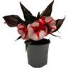 Impatiens