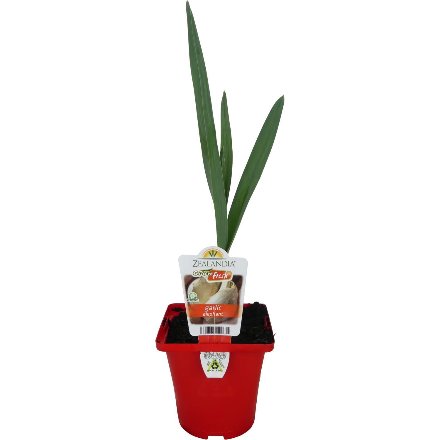 Elephant Garlic 10cm