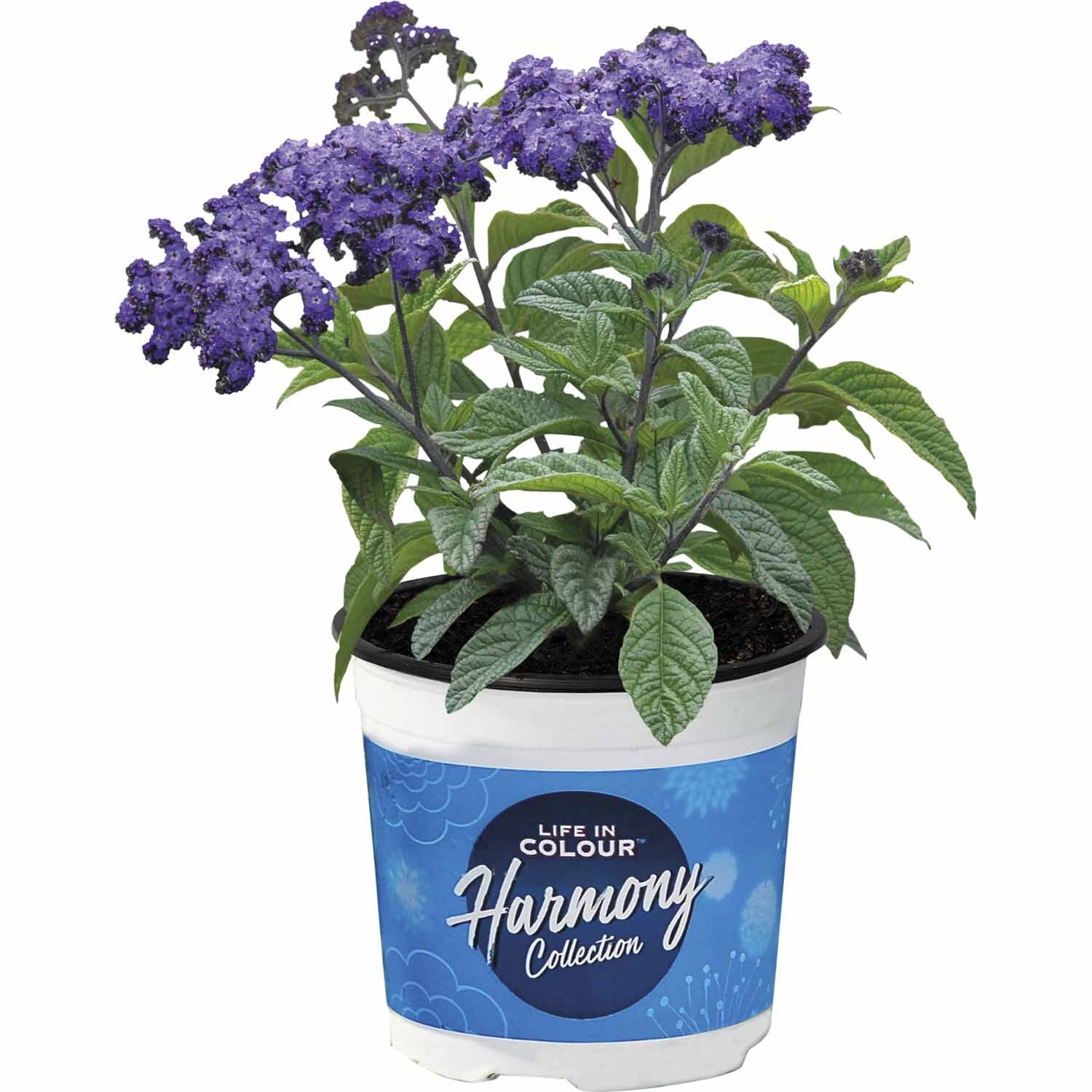 Heliotrope Royal Marine