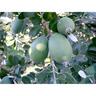 Feijoa Opal Star