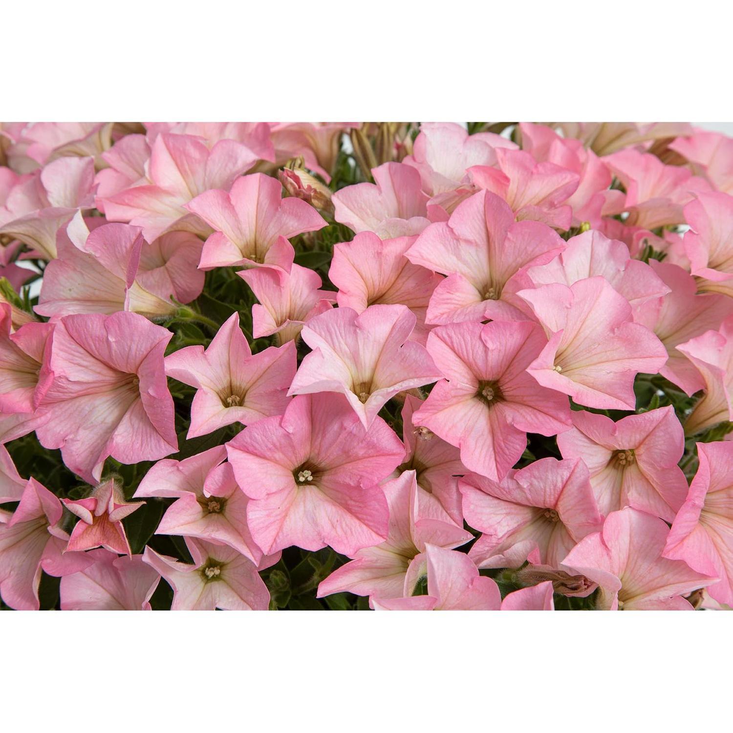 Petunia Heavenly Cashmere Pink 1.5L