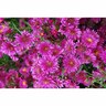 Aster Royal Ruby