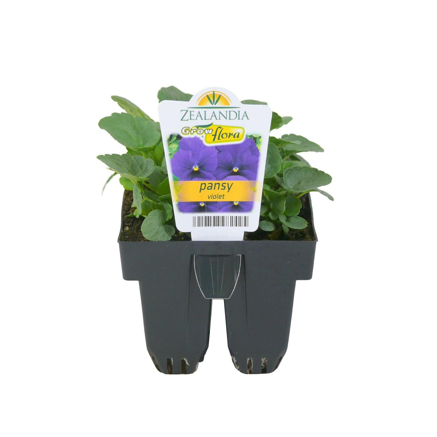 Pansy Delta