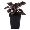 Heuchera Obsidian 90mm