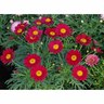 Federation  Daisy Starlight Red