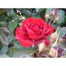 Rose Bush In Loving Memory 4.7L